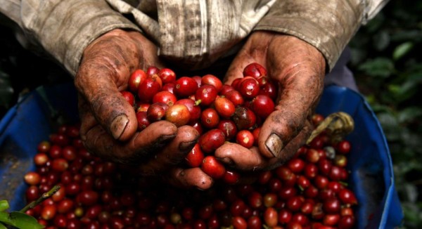 Anuncian entrega de bono cafetalero a 104,000 productores este año